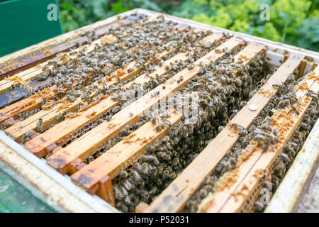 Kiel, Allemagne - miel avec les abeilles Banque D'Images