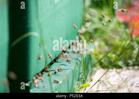 Kiel, Allemagne - ruche d'abeilles Banque D'Images