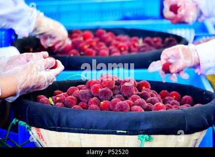 Taizhou, Zhejiang Province de la Chine. 24 Juin, 2018. Trier les agriculteurs dans des paniers de bayberries chinois sur une plantation dans le comté de Xianju de Taizhou, dans la province du Zhejiang en Chine orientale, le 24 juin 2018. La culture de bayberries chinois a été un contributeur à l'économie locale et le revenu personnel au cours des dernières années. Credit : Wang Huabin/Xinhua/Alamy Live News Banque D'Images