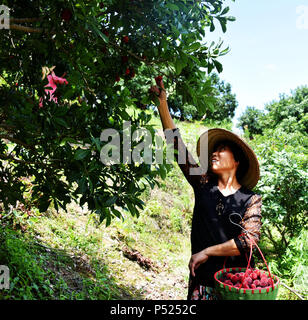 Taizhou, Zhejiang Province de la Chine. 24 Juin, 2018. Un agriculteur choisit bayberries chinois sur une plantation dans le comté de Xianju de Taizhou, dans la province du Zhejiang en Chine orientale, le 24 juin 2018. La culture de bayberries chinois a été un contributeur à l'économie locale et le revenu personnel au cours des dernières années. Credit : Wang Huabin/Xinhua/Alamy Live News Banque D'Images