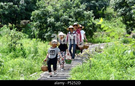 Taizhou, Zhejiang Province de la Chine. 24 Juin, 2018. Transporter les agriculteurs chinois bayberries récoltés sur une plantation dans le comté de Xianju de Taizhou, dans la province du Zhejiang en Chine orientale, le 24 juin 2018. La culture de bayberries chinois a été un contributeur à l'économie locale et le revenu personnel au cours des dernières années. Credit : Wang Huabin/Xinhua/Alamy Live News Banque D'Images