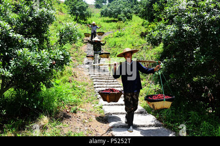 Taizhou, Zhejiang Province de la Chine. 24 Juin, 2018. Transporter les agriculteurs chinois bayberries récoltés sur leurs épaules sur une plantation dans le comté de Xianju de Taizhou, dans la province du Zhejiang en Chine orientale, le 24 juin 2018. La culture de bayberries chinois a été un contributeur à l'économie locale et le revenu personnel au cours des dernières années. Credit : Wang Huabin/Xinhua/Alamy Live News Banque D'Images