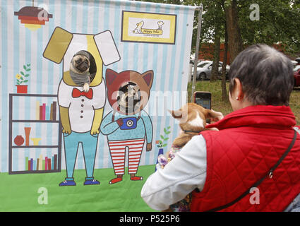 Kiev, Ukraine. 24 Juin, 2018. Une femme ukrainienne prend une photo de chiens dans les échancrures d'une affiche peinte lors d'une course de bienfaisance 'le terme de masse avec des chiens', au cours de laquelle était inscrit un record de l'Ukraine comme la plupart des chiens courir avec, à Kiev, Ukraine, le 24 juin 2018. Fonds d'assistance aux animaux sans-abri 'Happy Paw' retenus la troisième course de bienfaisance avec des chiens, les fonds recueillis seront consacrés à la construction d'une place pour les chiens à marcher. Crédit : Serg Glovny/ZUMA/Alamy Fil Live News Banque D'Images