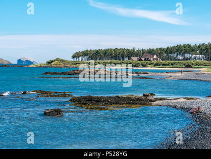 John Muir Way, East Lothian, Scotland, UK, 24 juin 2018. Météo France : une chaude journée ensoleillée au cours de la canicule de l'été 2018 a amené des gens à la côte pour loisirs. Une femme marchant le long de la plage de galets avec une vue sur l'île de Craigleith et Bass Rock, vestige d'un bouchon volcanique et abrite la plus grande colonie de fous de bassan Banque D'Images