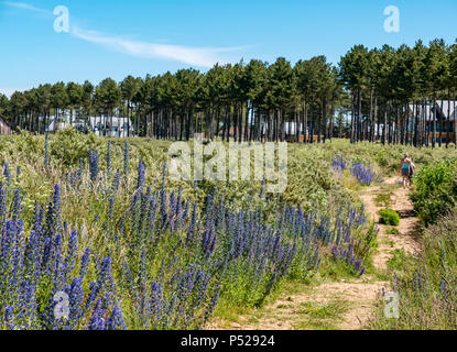 John Muir Way, East Lothian, Scotland, UK, 24 juin 2018. Météo France : une chaude journée ensoleillée au cours de la canicule de l'été 2018 a amené des gens à la côte pour loisirs. Fleurs sauvages en fleurs le long du chemin côtier, y compris avec un couple de rewarewa marcher le long de la côte à côté de Archerfield Banque D'Images