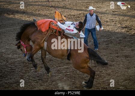 Reno, Nevada, USA. 23 Juin, 2018. TIM O'Connell, de Zwingle, Iowa, en concurrence dans le bareback bronc ride la concurrence sur le dernier soir de la 99e rodéo annuel de Reno, à Reno, Nevada, le samedi 23 juin, 2018.O'CONNELL est le 2018 Reno Rodeo Bareback Bronc riding champion.Le Reno Rodeo est un professionnel Rodeo Cowboys Association (PRCA) événement sportif sanctionné, et l'un des cinq meilleurs rodéos en Amérique du Nord. Credit : Tracy Barbutes/ZUMA/Alamy Fil Live News Banque D'Images