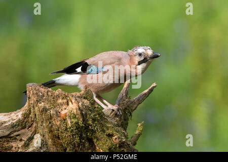 Jay (Garrulus glandarius) Banque D'Images