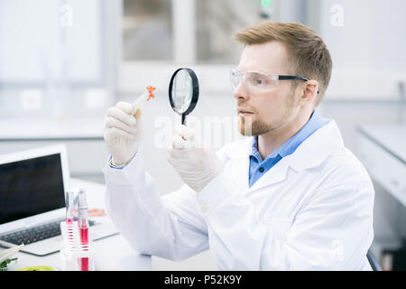 L'étude scientifique de l'échantillon de viande par loupe Banque D'Images