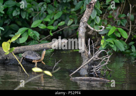 Rivière Noire, Tortue Rhinoclemmys funerea Banque D'Images