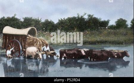 L'Argentine. Paire de boeufs à gué une lagune. Reproduction d'une photographie dans la presse de l'époque (début du xxe siècle). De couleur. Banque D'Images