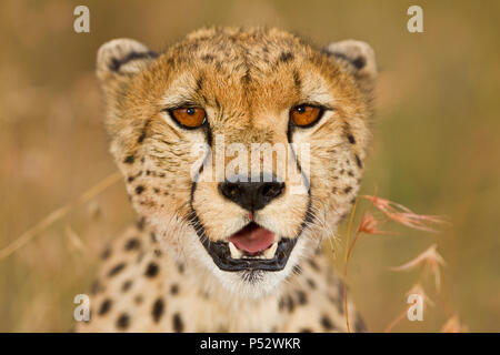 Cheetah Close up Portrait Banque D'Images