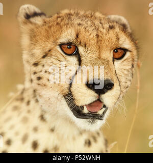 Cheetah Close up Portrait Banque D'Images