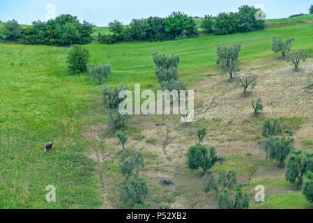 La navigation sur des vaches des pâturages badlands'Aliano Banque D'Images