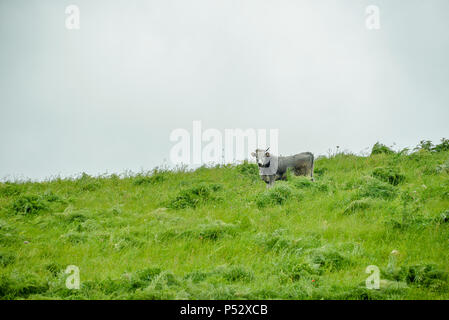 La navigation sur des vaches des pâturages badlands'Aliano Banque D'Images