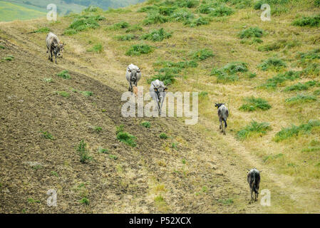 La navigation sur des vaches des pâturages badlands'Aliano Banque D'Images