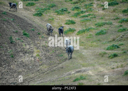 La navigation sur des vaches des pâturages badlands'Aliano Banque D'Images