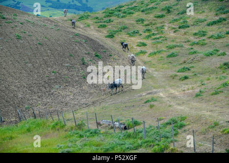 La navigation sur des vaches des pâturages badlands'Aliano Banque D'Images