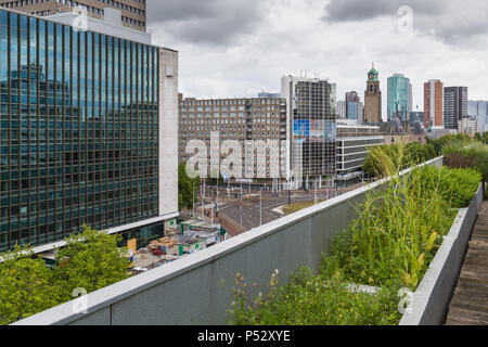 Toit à Rotterdam, Pays-Bas Banque D'Images