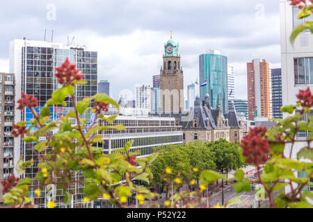 Toit à Rotterdam, Pays-Bas Banque D'Images