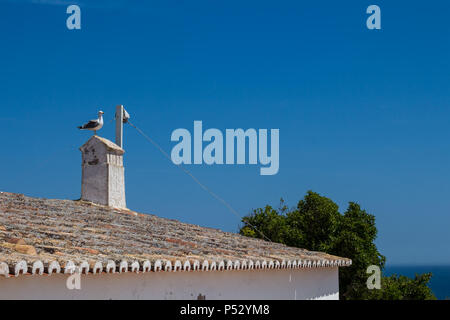 Toit d'un bâtiment avec des tuiles anciennes et une cheminée. Seagull sur la cheminée. Grand arbre, l'horizon de l'océan Atlantique et un ciel bleu en arrière-plan. Por Banque D'Images