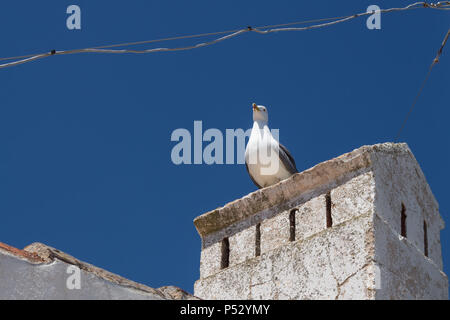 Seagull sur une vieille cheminée patiné blanc. Détail de l'architecture traditionnel portugais en Porches, Algarve, Portugal. Ciel bleu dans le backgrou Banque D'Images