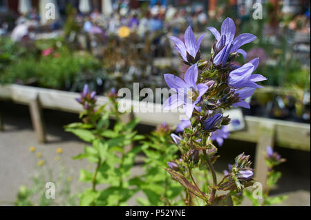 Campanulas croissant dans le jardins élisabéthains formelle de Burton Agnes Hall, qui cultivent la collection nationale d'campanulas, East Yorkshire, UK,GO Banque D'Images