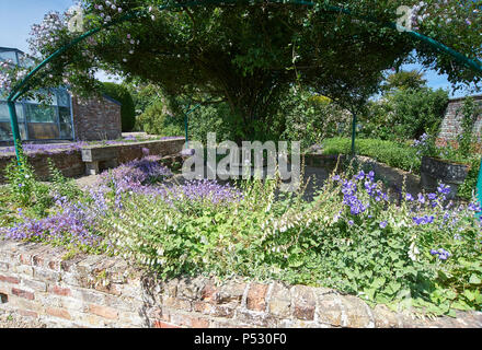 Campanulas croissant dans le jardins élisabéthains formelle de Burton Agnes Hall, qui cultivent la collection nationale d'campanulas, East Yorkshire, UK,GO Banque D'Images
