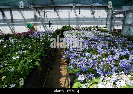 Une serre commerciale (serre) de plus en plus une culture de Streptocarpus (CAP) primrose plantes d'origine, l'Afrique du Sud fleurs, Banque D'Images