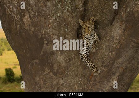 Femme Leopard portrait sauvage au Kenya Banque D'Images