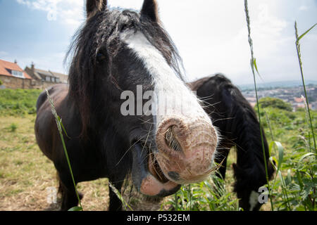 Deux chevaux dans un pré. Banque D'Images