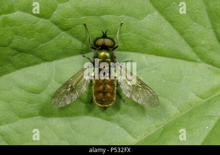 Centurian-Chloromyia large formosa. Vue dorsale d'un bleu vert voler. Banque D'Images