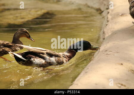 Canard colvert - Anas plathyrhynchos Banque D'Images