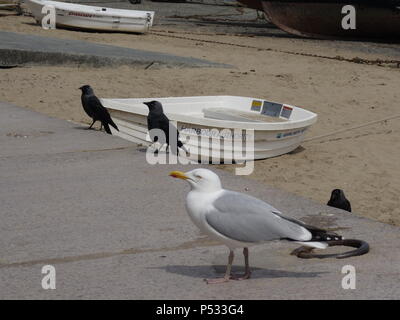 Photo d'une Mouette Goéland argenté Européen Banque D'Images