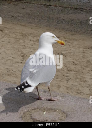 Photo d'une Mouette Goéland argenté Européen Banque D'Images