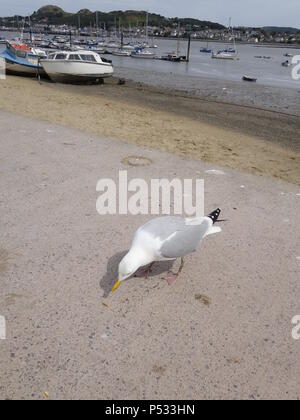 Photo d'une Mouette Goéland argenté Européen Banque D'Images