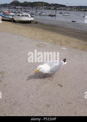 Photo d'une Mouette Goéland argenté Européen Banque D'Images