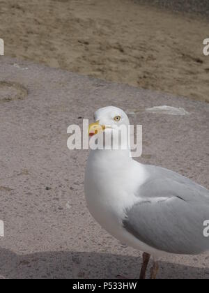 Photo d'une Mouette Goéland argenté Européen Banque D'Images