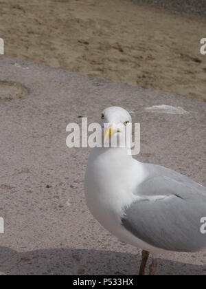 Photo d'une Mouette Goéland argenté Européen Banque D'Images