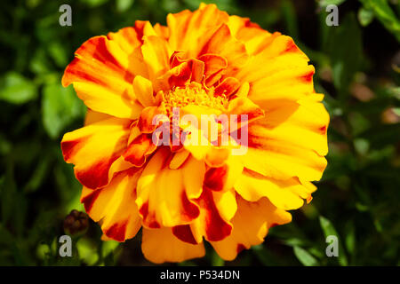 Tagetes patula oeillet, près de fleurs en été, Dorset, Royaume-Uni Banque D'Images