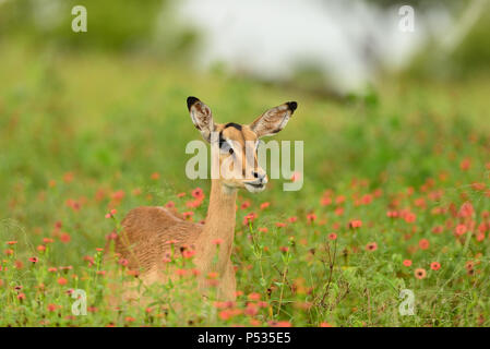 Parmi les pâturages impala floweers rouge Banque D'Images