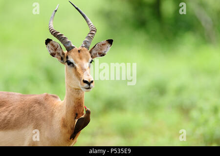 Impala et oxpecker Banque D'Images