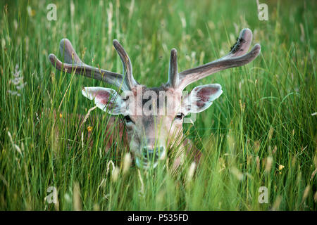 Le daim se cacher dans l'herbe, UK (Dama dama) Banque D'Images