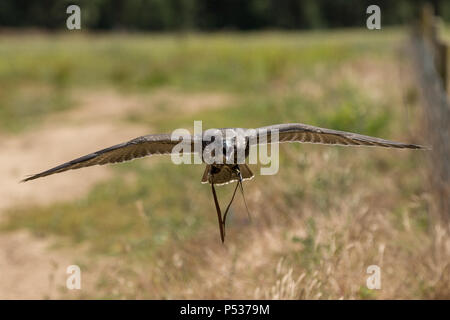 Gyr x faucon sacre en vol vol Banque D'Images