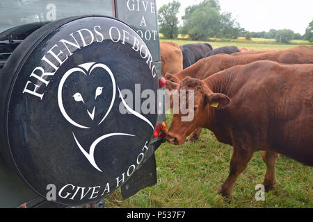 Des vaches curieuses renifle un terrain appartenant au Bucks Owl and Raptor Group, Buckinghamshire, Royaume-Uni Banque D'Images