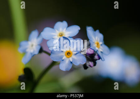 Bois forget-me-not, bleu fleur sauvage. Banque D'Images