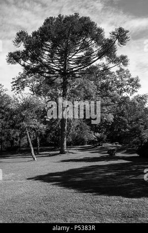 La protection de l'environnement paysage forêt d'araucaria lawn Banque D'Images