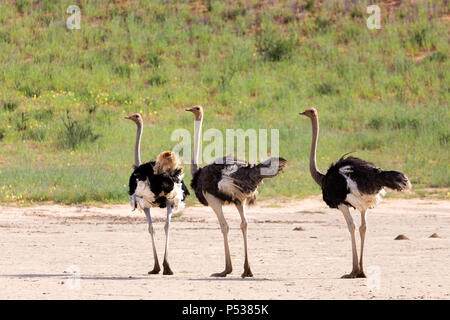 Autruche, (Struthio camelus) dans la région de Kalahari, désert vert après la saison des pluies. Kgalagadi Transfrontier Park, Afrique du Sud safari de faune Banque D'Images