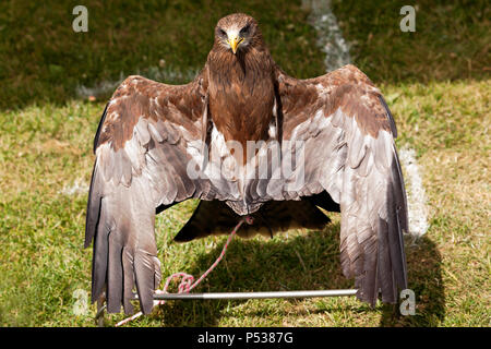 Un Yellow-Billed Milan noir de soleil, dans le Raptorxotics tente d'oiseaux de proie, une partie de la foire d'été 2018 Les champs vallonnés Banque D'Images