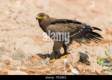 L'aigle pomarin (Aquila pomarina), debout sur le sol pour mineurs Banque D'Images