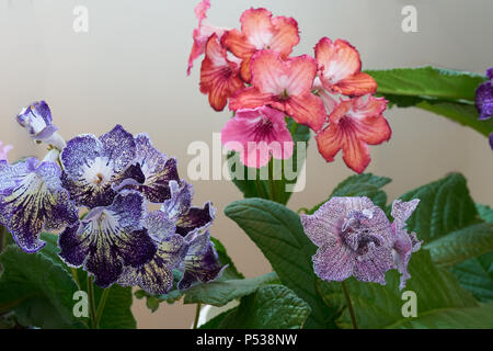 Streptocarpus fleurs poussent en le pot à la maison Banque D'Images